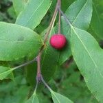 Ilex mucronata Frucht