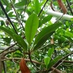 Rhizophora mangle Blatt