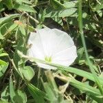 Evolvulus sericeus Çiçek