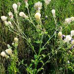 Cirsium arvense Frucht