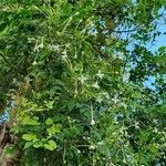 Millingtonia hortensis Virág