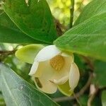 Magnolia coco Flower
