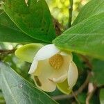 Magnolia coco Flor