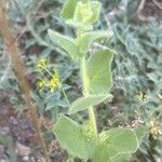 Kickxia lanigera Hoja