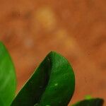 Garcinia kola Leaf