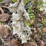 Carlina vulgaris 葉