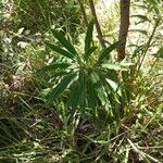 Euphorbia mellifera Lapas