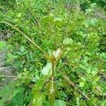 Smilax rotundifolia Outro