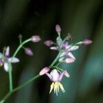 Dianella ensifolia Blüte