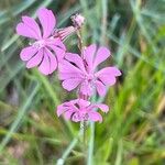 Silene graeca Flor