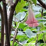 Brugmansia versicolor Blomst