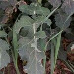 Brassica napus Leaf