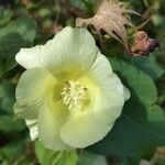 Gossypium hirsutum Flower