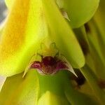Bulbophyllum occultum Blomma