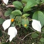 Mussaenda frondosa 叶