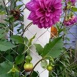 Dahlia × hortensis Květ