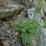 Hieracium amplexicaule Leht