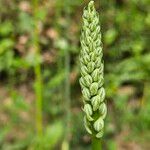 Ornithogalum sphaerocarpum Flower