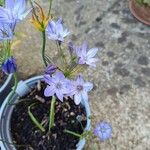 Triteleia bridgesii