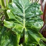 Alocasia macrorrhizosLeaf