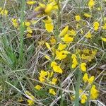 Cytisus decumbens Цвят