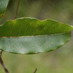 Syzygium borbonicum Leaf