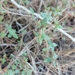 Helianthemum marifolium Blad