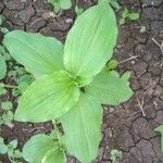 Commelina benghalensisLeaf