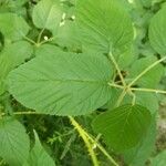 Rubus macrophyllus Blad