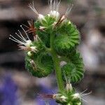 Phacelia heterophylla 花