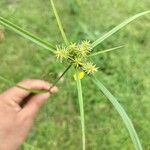 Cyperus strigosus 葉