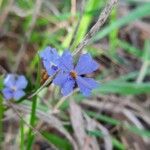 Dampiera stricta