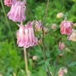 Aquilegia vulgarisBloem