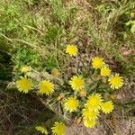 Andryala integrifoliaFlower