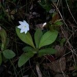 Lysimachia europaea Plante entière