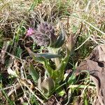 Pulmonaria mollis Bloem