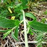 Stachys recta Leaf