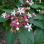 Clerodendrum trichotomum Kwiat
