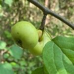 Malus sylvestrisFruit