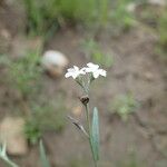 Heliotropium tenellum Flower