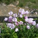 Allium narcissiflorum Blomst