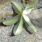 Alchemilla saxatilis 葉