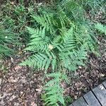 Dryopteris carthusianaBlad