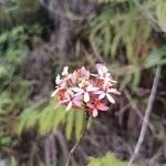 Epidendrum secundum花