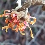 Hamamelis × intermedia Flower