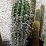 Pachycereus pringlei Yeri