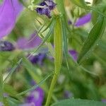 Legousia speculum-veneris Gyümölcs