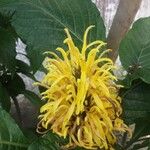 Justicia aurea ফুল