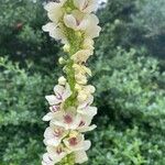 Verbascum chaixiiBlomma