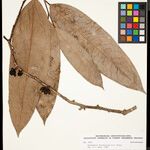 Anaxagorea brachycarpa Levél